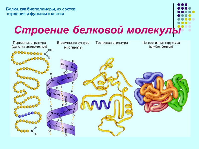 Строение белковой молекулы Белки, как биополимеры, их состав,  строение и функции в клетке